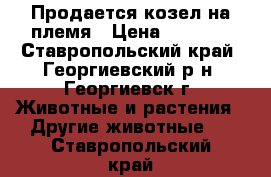 Продается козел на племя › Цена ­ 4 500 - Ставропольский край, Георгиевский р-н, Георгиевск г. Животные и растения » Другие животные   . Ставропольский край